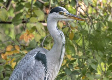 grey heron resting on pond