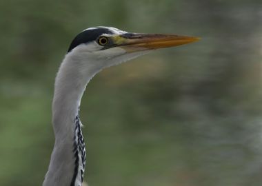 grey heron resting on pond