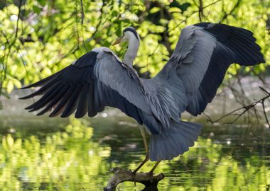 grey heron resting on pond