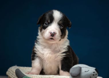 Welsh Corgi Cardigan