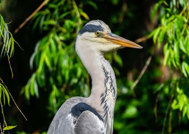 grey heron resting on pond