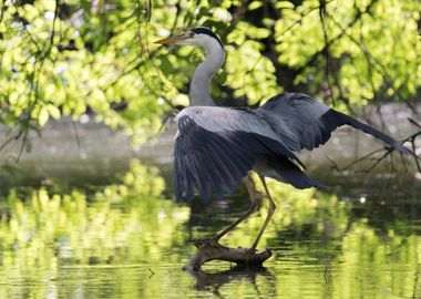 grey heron resting on pond