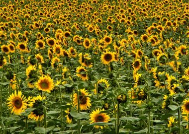 Sunflowers