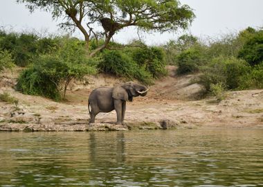 elephant in the jungle