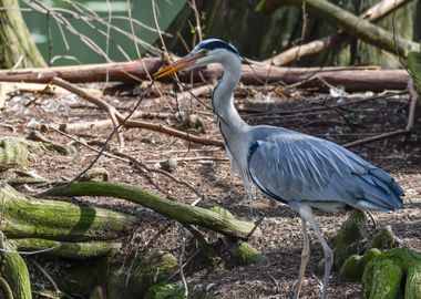 grey heron resting on pond