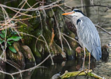 grey heron resting on pond