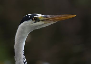 grey heron resting on pond