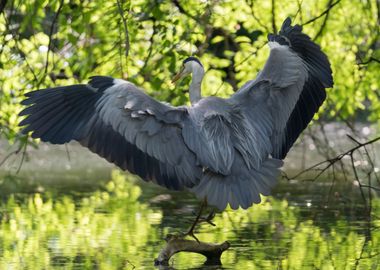 grey heron resting on pond