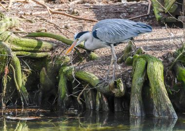 grey heron resting on pond