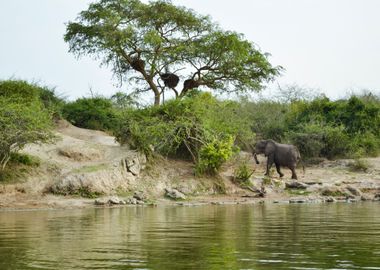 elephant in the jungle