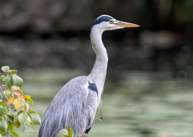 grey heron resting on pond