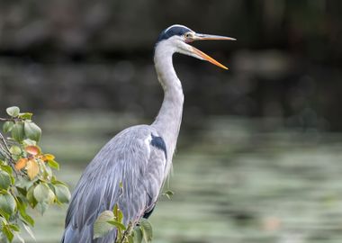 grey heron resting on pond