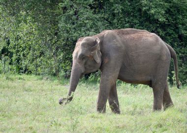 elephant in the jungle