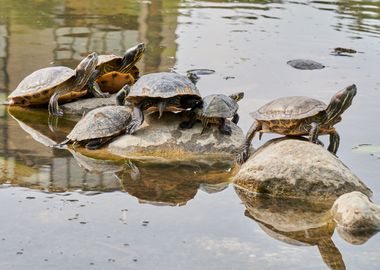 turtle rest on rock at sun