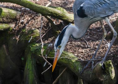 grey heron resting on pond