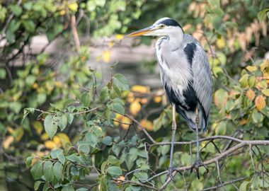 grey heron resting on pond