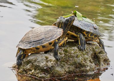 turtle rest on rock at sun