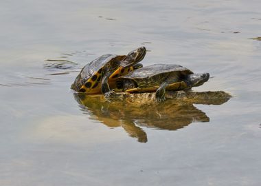 turtle rest on rock at sun