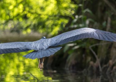 grey heron resting on pond