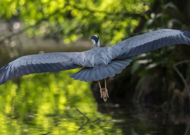 grey heron resting on pond