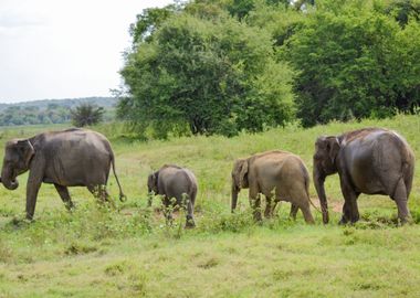 elephant in the jungle