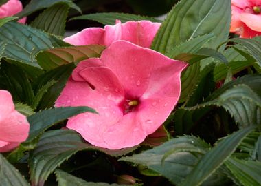 dipladenia mandevilla