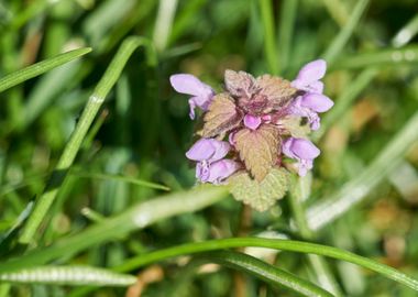 wildflower in the meadow