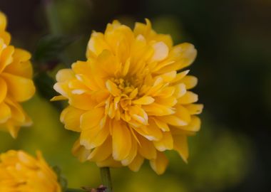 yellow flower in spring