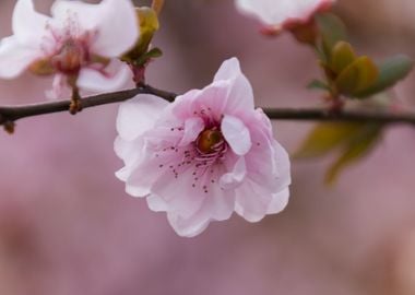 pink flowers on the branch