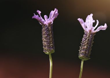 lavender in bloom