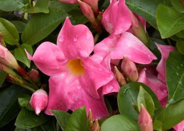 dipladenia mandevilla 