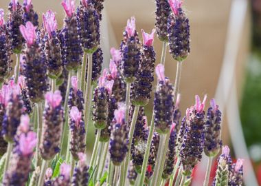 lavender in bloom 