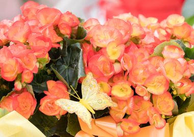 begonia flower for present