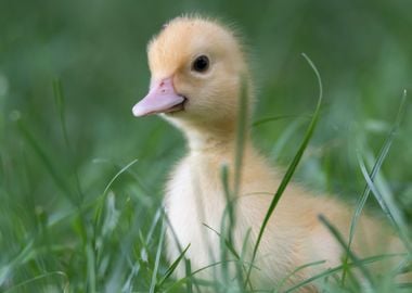 Muscovy ducks duckling