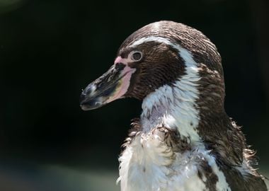 humboldt penguin walking 