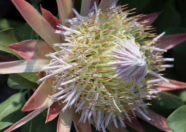 flower in spring season