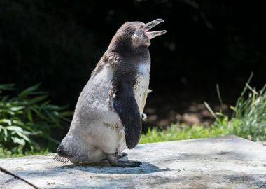 humboldt penguin walking 