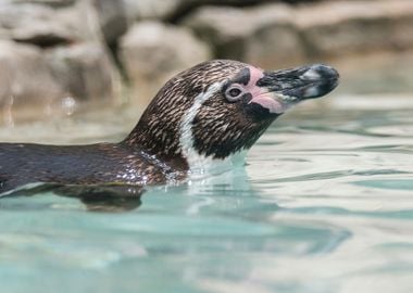 humboldt penguin