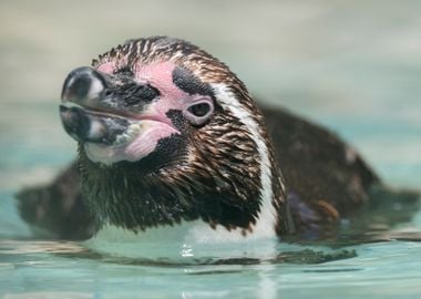 humboldt penguin