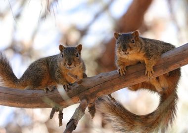 squirrels