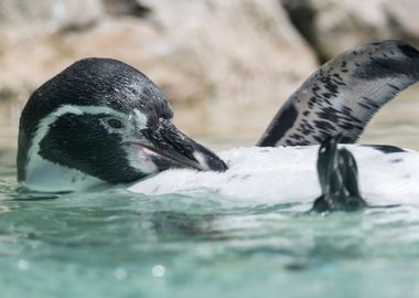 humboldt penguin