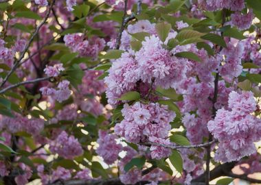 prunus tree in bloom