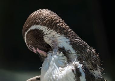 humboldt penguin walking 