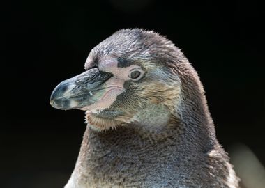 humboldt penguin walking 