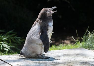 humboldt penguin walking 