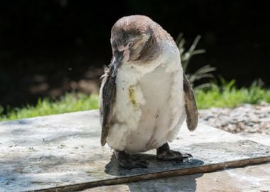 humboldt penguin walking 