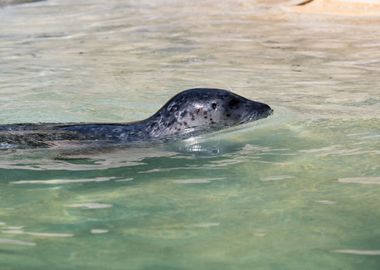 sea lion in the water