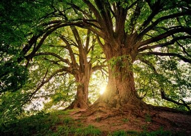 Big Tree in the Forest