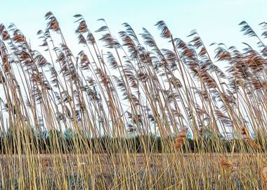 Cane thicket near Ticino