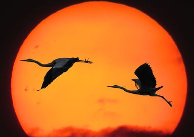 Sun flight